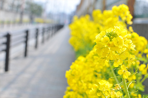 菜の花忌の写真